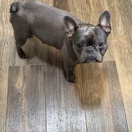 Chloe - French Bulldog