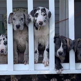 Bulldogs, Dachshunds, French Bulldogs, and Great Danes from Trumans Great Danes
