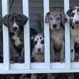 Bulldogs, Dachshunds, French Bulldogs, and Great Danes from Trumans Great Danes
