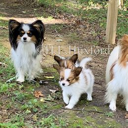 Papillon Puppies from Holly Huxford