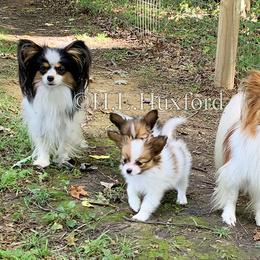 Papillon Puppies from Holly Huxford