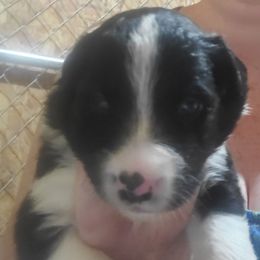 Sammi (yellow collar) - Black and white female Border Collie puppy in Chester, Vermont from Countryside Border Collies