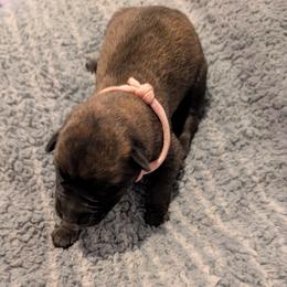 Pink collar female - Mahogany female Belgian Malinois puppy in Paynes Corner, Virginia from Von-Zito Belgian Malinois