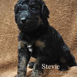 Stevie - Black female Poodle puppy in Poplarville, Mississippi from Hatch & Homestead LLC