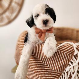 Orange - Black and white male Sheepadoodle puppy in Tooele, Utah from Salt & Snow Pups