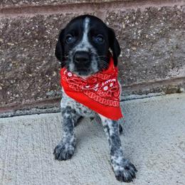 Boy 4 - Black and white male German Wirehaired Pointer puppy in Potosi, Wisconsin from Point and Flush Gun Dogs