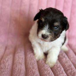 Gigi - Parti female Miniature Schnauzer puppy in Sterling, Idaho from Sterling Schnauzer's