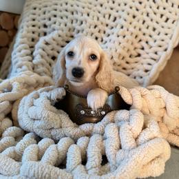 Pale cream - Cream male Dachshund puppy in Bryan, Ohio from Wysteria Hill Doxies