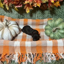 Orange Collar - Brown male Boykin Spaniel puppy in Hurtsboro, Alabama from PARK’s Family Farm