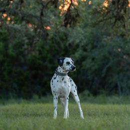 Lady - Dalmatian