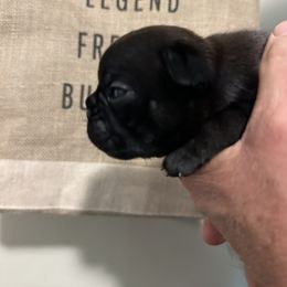 Bronn - Brindle and white French Bulldog puppy in Ohio from Legend French Bulldogs