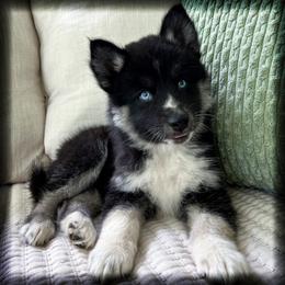 Mia - Black and white female Siberian Husky puppy in Union Grove, Alabama from Southern Siberian Life