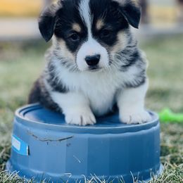 Australian Shepherd, Lagotto Romagnolo, and Pembroke Welsh Corgi Puppies from SS Australian Shepherds