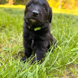 Doc Holliday (Mini Size) - Black male Bordoodle puppy in Mulino, Oregon from Korbella Farm