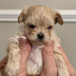 Lovey - White and tan male Maltese puppy in Taylorsville, North Carolina from SilverLining highlands and hounds