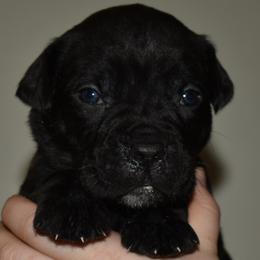 Blue - Black male Cane Corso puppy in Sault Ste Marie, Michigan from Willow Creek Cane Corsos