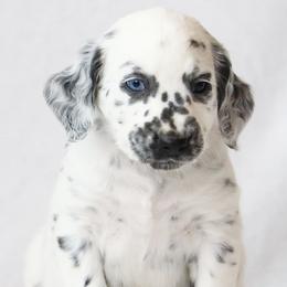 Purple - White and black female Dalmatian puppy in Cottage Grove, Oregon from Hidden Hills Dalmatians