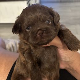 Shih Tzu Puppies from Riley Family Kennel