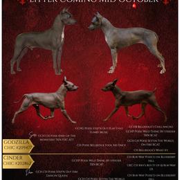 American Hairless Terrier puppies from Flipside Dogs
