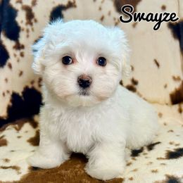 Swayze - White male Maltese puppy in Morehead, Kentucky from Paw Perfect Pets