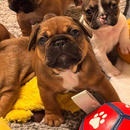 Boy 2 - Fawn male French Bulldog puppy in Litchfield, Ohio from Rock N’ Roll Frenchies