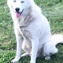 Kane - Siberian Husky