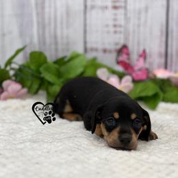 Franklin - Black and tan male Dachshund puppy in Nashville, Arkansas from Cuddles n Curls