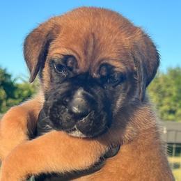 Blue collar - Fawn male Cane Corso puppy in Texas from Jolaw Kennel