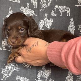 Boy - Chocolate and tan male Dachshund puppy in Las Cruces, New Mexico from Bootheel Doxies