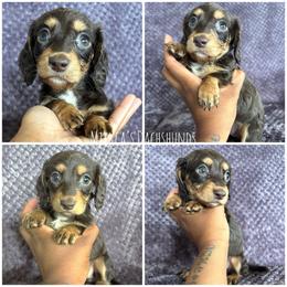 Fanta - Chocolate and tan female Dachshund puppy in Orem, Utah from Miekca’s Dachshunds