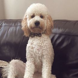 Butters - Goldendoodle