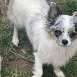 Meeka - Chihuahua