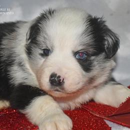 Polo - Blue merle male Miniature Australian Shepherd puppy in Patterson, North Carolina from DreamLine Aussies