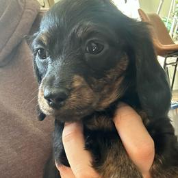 Blue - Black and tan male Dachshund puppy in Hope, Arkansas from Duckett Lane Dachshunds