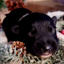 JAVA - Black & white male Australian Shepherd puppy in Salem, Arkansas from Patchwork Kennels