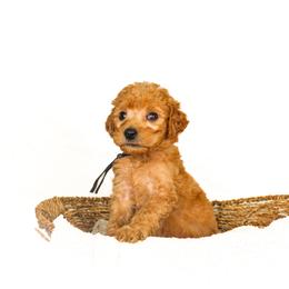 Dakota - Red  male Goldendoodle puppy in Cleveland, Georgia from The O.G. Doodles