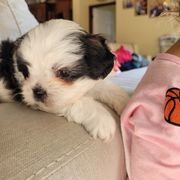 Shichon and Shih Tzu Puppies from Teddy Bear (Shichon) Puppies