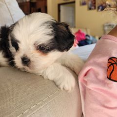 Shichon and Shih Tzu Puppies from Teddy Bear (Shichon) Puppies