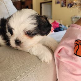 Shichon and Shih Tzu Puppies from Teddy Bear (Shichon) Puppies
