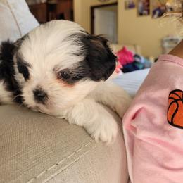 Shichon and Shih Tzu Puppies from Teddy Bear (Shichon) Puppies