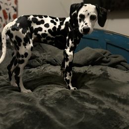 Pluto - White and black male Dalmatian puppy in Westworth Village, Texas from Bri’s Spot Garden - Glasscock Dalmatians