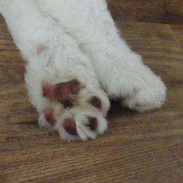Old English Sheepdog Puppies from Gabriela Moreno's Old English Sheepdogs