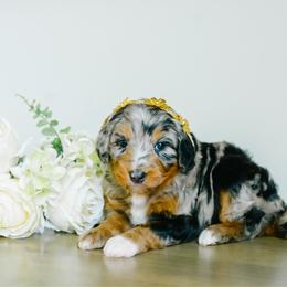 Aria - female Australian Mountain Doodle puppy in Spanish Fork, Utah from K Brand Doodles