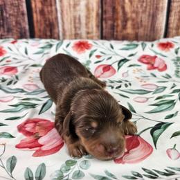 Hershey - Chocolate and tan male Dachshund puppy in Malad City, Idaho from Mountain Sage Dachshunds