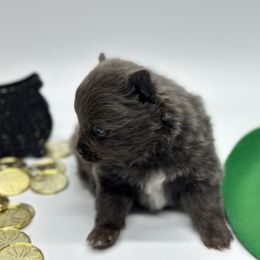 Boy 1 - Blue Pomeranian puppy in Tulsa County, Oklahoma from CP Kennels
