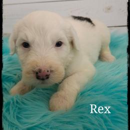 Rex - Black and white male Sheepadoodle puppy in Farley, Iowa from Iowa's Doodle Co.