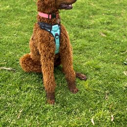 Poodle All Grown Up from Major League Poodles