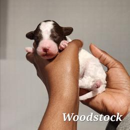 Woodstock - Parti male Poodle puppy in Dover, Delaware from Dogtastic Poodles