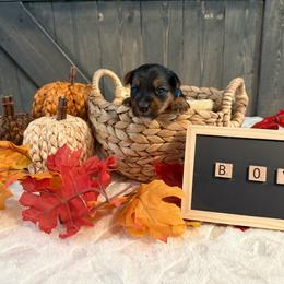 Male Blue Collar - Black and tan male Yorkshire Terrier puppy in Enoree, South Carolina from Gone to the Dogs Kennel