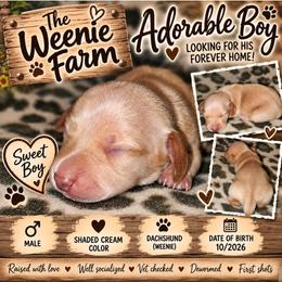Boy 1 - Cream male Dachshund puppy in Fritch, Texas from The Weenie Farm